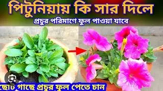 #এই সময় পিটুনিয়া গাছে প্রচুর পরিমাণে ফুল পেতে কি কি করতে হবে #