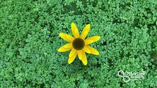 Sunflower Garden 2025: Vegetative Phase