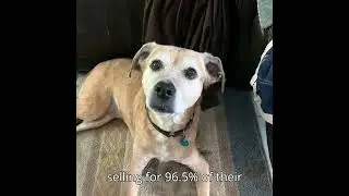 Follow the Nose to Real Estate Gold - Quest the House Hunter sniffs out deals in Ormond Beach FL