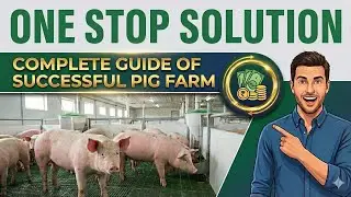 Watch this video before starting pig farming! One stop solution | Swastik Pig Farm Training