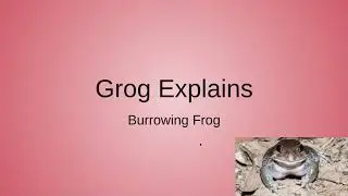 Explaination on Burrowing Frogs