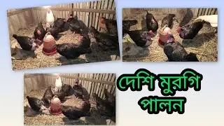 Desi mugri palon #chicken #freerangechickens #poultryfarming #chickenfarming #birds #hen #henfarming