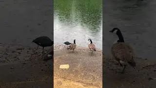 Goose Lost in Reflection:🥹Pondside Pals, Geese, Coot n Rainy-Day, One-Legged Delight..😃❤️🥹🥹#asmr