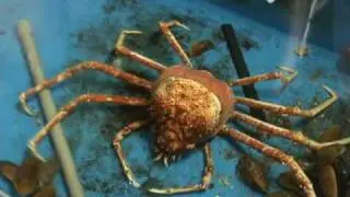 タカアシガニの脱皮6時間全記録！- The giant spider crab sloughed off old skin.