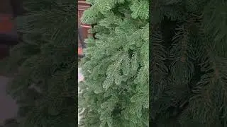 FULL 3D Bajor Lucfenyő