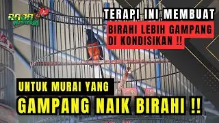 TERAPI MURAI BATU OVER BIRAHI KETIKA DIGANTANG ‼️