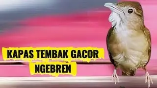 KAPAS TEMBAK GACOR suara ngebren RANGSANG BUNYI 