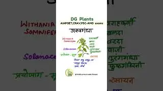 Ashwagandha_DG medicinal plant#ayurveda #bams #ashwagandha #aiapget #shorts #shortvideo #plants #dg