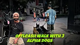 Walk Obedience | Offleash 3 Alpha Dogs | Training Results #monomark #dogs #dogobedience #viralvideo