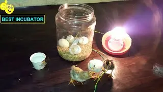Chicks Hatching in Plastic Container | DIY Homemade Incubator for Chicken Eggs | Best Incubator