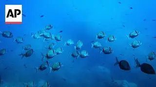 What to know about the UN Ocean Conference in France