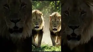 Brave Monkey vs Lions | Elephant Saves the Day 🐒🦁🐘 | Epic Jungle Story