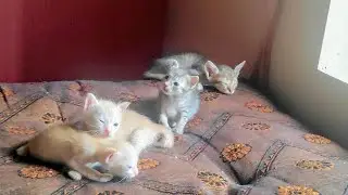kitties are playing together 😁//Cats and kittens happy home...