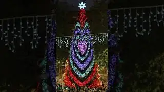 Sydney Martin Place Christmas Tree - Hearts Animation