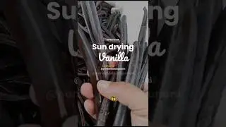 Sun drying helps bring out the vanilla&rsquo;s natural sweetness and aroma #vanillabeans #vaniliindonesia
