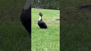 Tensi&oacute;n entre pato 🦆 y perrito 🐶 #duck #animals #wildlife #perrito #aves