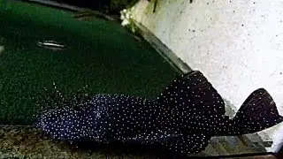 Ancistrus sp. L213