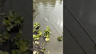 😱😲 Village Fishing video part -2666