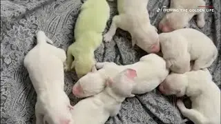Meet Shamrock, the golden retriever puppy born bright green
