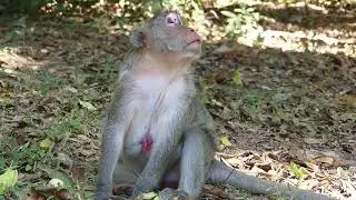 Animal Life in Peace in Jungle
