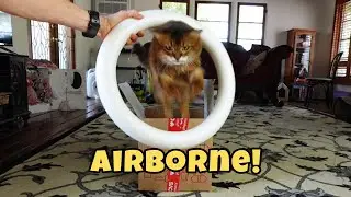 Will Summer Nail This Playful New Trick? (Box + Hoop Jump!)