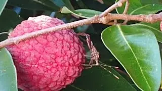 harvesting lychee nuts.