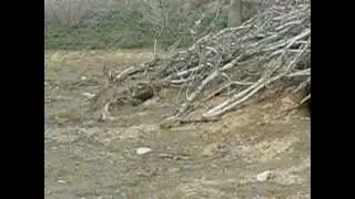 CONEJO DE MONTE DE PIE