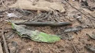The Cutest Animals in the World (Relax and Enjoy)