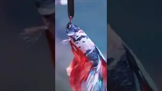 Koi Betta Moon 🌙