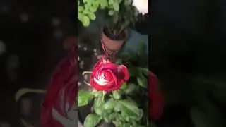 🌹🌹Top Rose Varieties You Can Grow in Pots | Best Roses for pot culture 