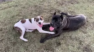 SUNDAY FUNDAY ☺️☀️ (CANE CORSO SOCIALIZING)