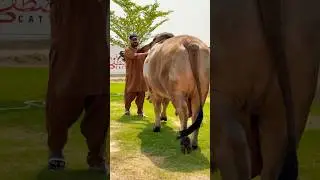 Monster Qurbani Bull 2025 #shorts #shortsfeed #qurbani2025 #viralshorts #trending #cow