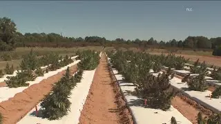 More medical cannabis clinics coming to metro Atlanta