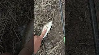 baby barra #shortvideo #fishing #ultralightcasting #mancing