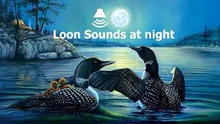 Loon Sounds at night | Common Loon Call For Relaxing ,Sleeping | High Quality Sound