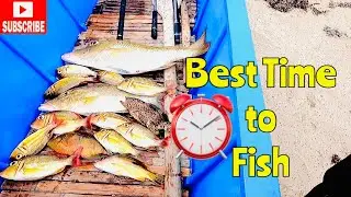 BEST TIME TO FISH |  BOAT CASTING FISHING WITH MASTER @regzfishingtv