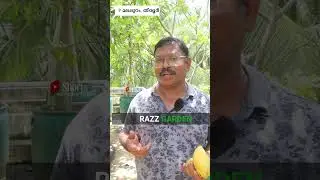 വീട്ടിൽ വയ്ക്കാവുന്ന 5 ഇനം മാങ്ങകൾ | Top 5 Mango #mango #exotic #razzgarden