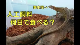 【検証】外で捕まえてきた野生100％のカナヘビに人工飼料を与えたら何日で食べるの？　ー　ニホンカナヘビの餌やり動画