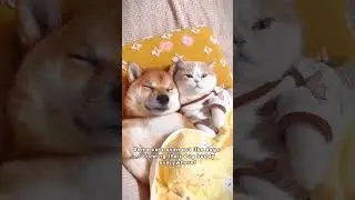 Enemies ❌ Besties ✅ #catanddog #friends #facts #petfacts #shorts #shortvideo