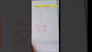 Easy and simple Diagram of Neuron #shorts #short #shortvideo #shortsvideo #viralshorts