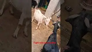 goat mother and daughter are fighting with one another. 🤣🤣🤣💪💪💪🦌🐕&zwj;🦺