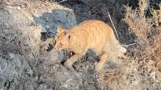 Mum cat, Professor & the Ginger Ninja, Pt 3🤣