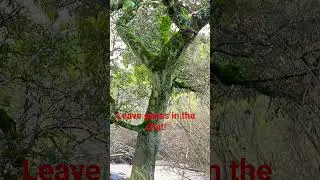 Если дерево упадет в лесу, кто-нибудь это услышит?