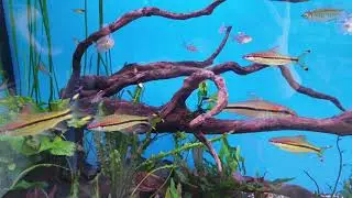 Torpedo Barb at Aquarium