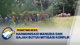 Konflik Manusia dan Gajah Liar di Lampung Timur, Kepala Desa Tewas Diserang - [Primetime News]
