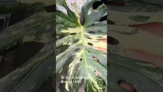 &lsquo;Masterpiece&rsquo; Monstera - A NATURAL Mutation Discovered by Mike D&rsquo;Andrea