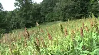 End Of Summer Food Plot Update At Borrowed Acres