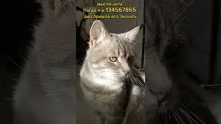 🔞в озвучке присутствует мат #shortscats #кот #cat #жиза #юмор