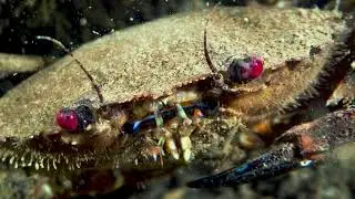 Solway Unseen- Solway Coast and Marine Project