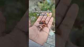 How to grow palm plant at home #palm #seeds #propagation #plants